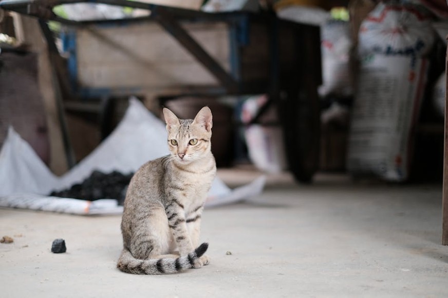 Cat